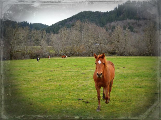 NashvilleOregonpopulationme